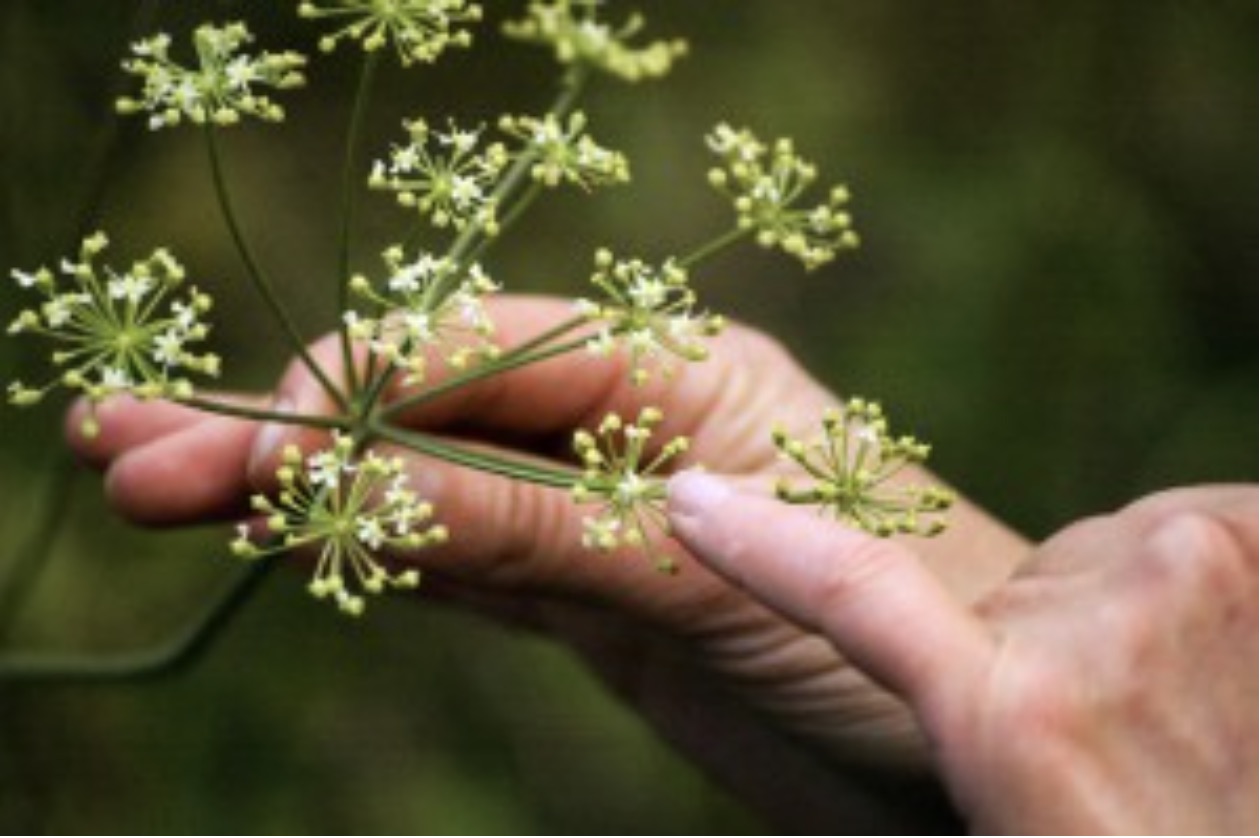 Reconnaitre et cuisiner la berce spondyle