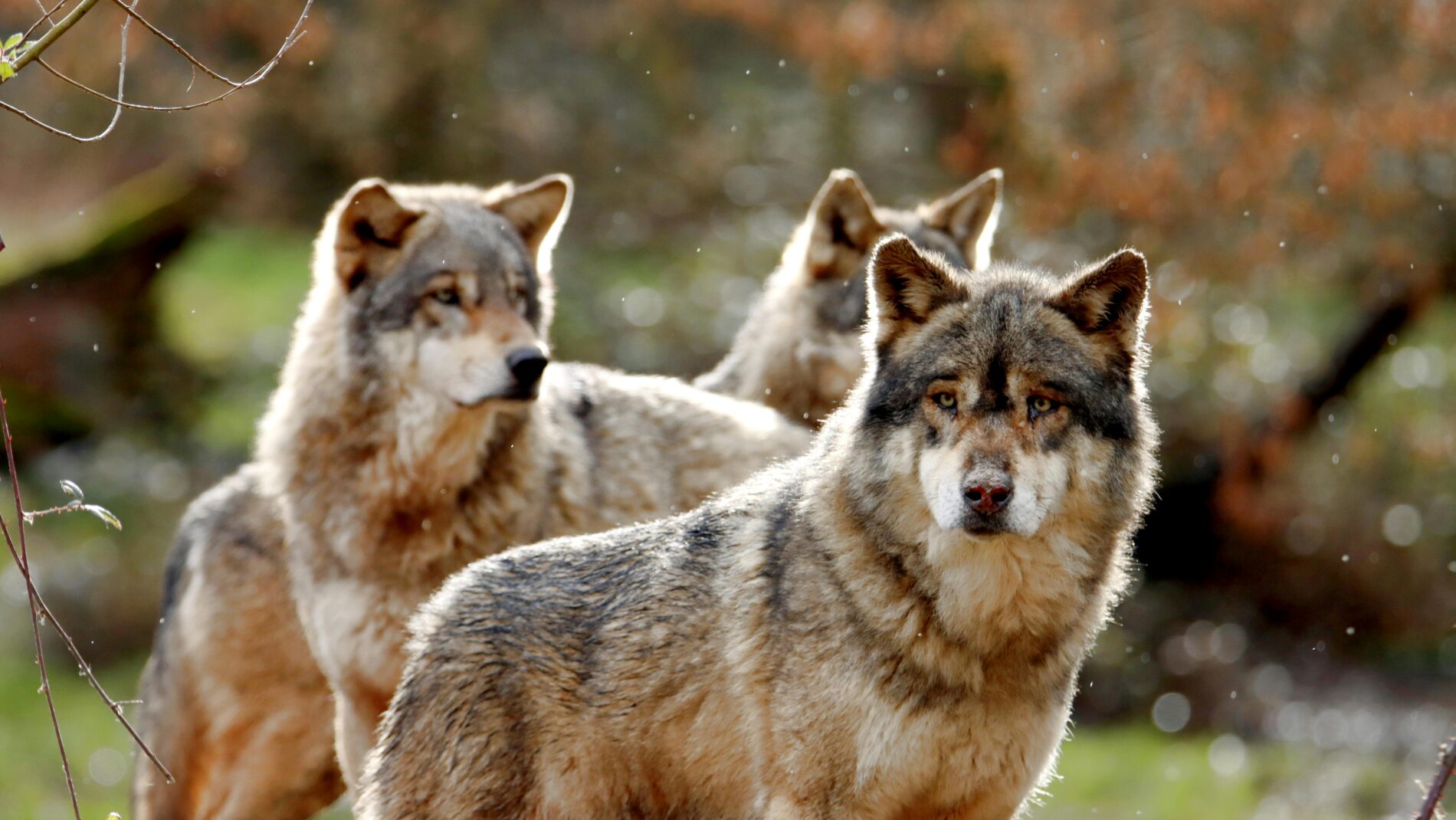 header loups massif central