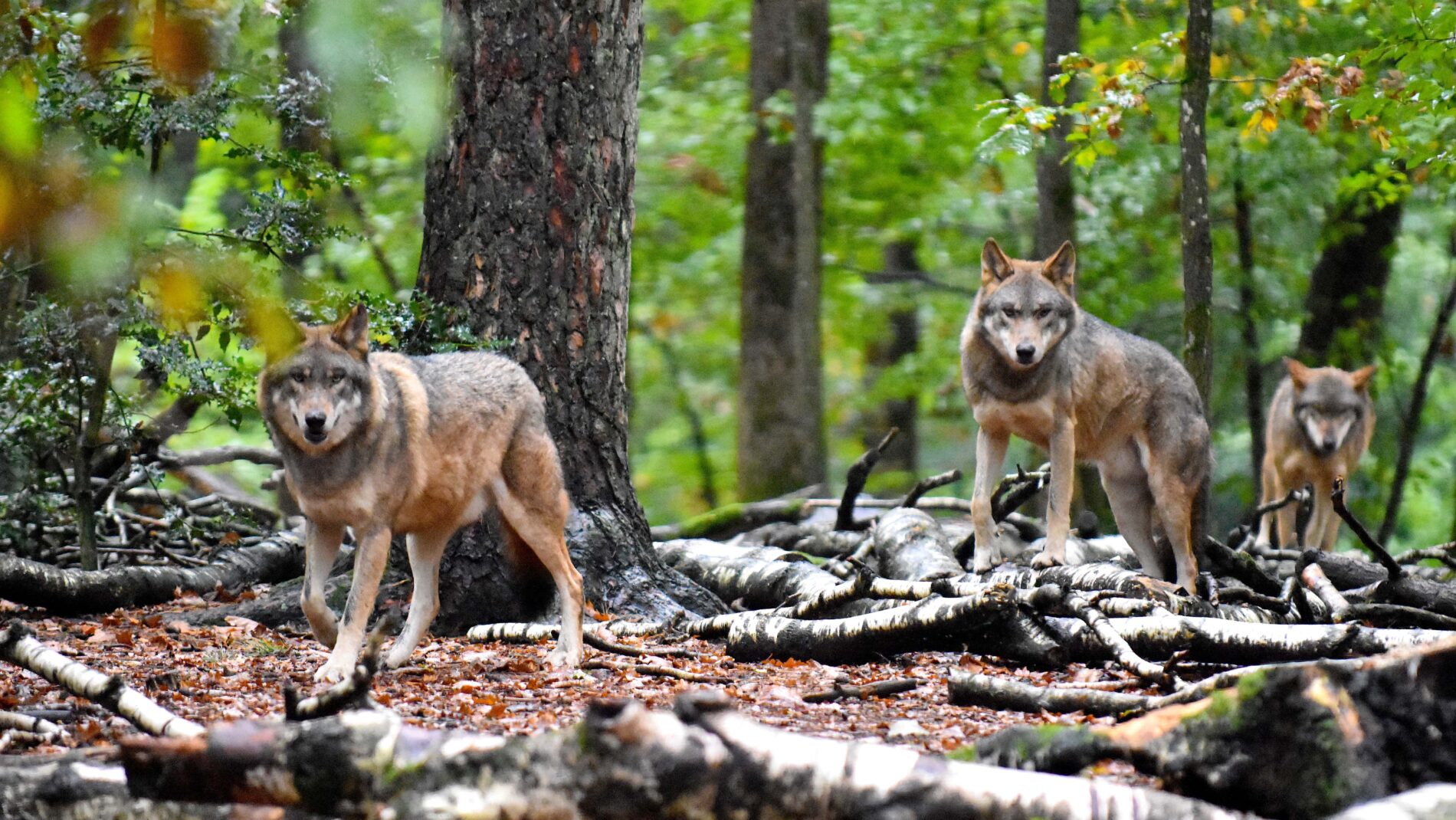 image retour des loups