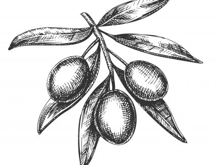 Des oliviers en Haute-Loire