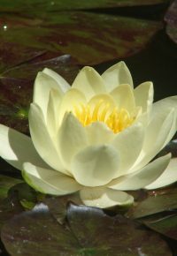 Stage Reiki niveau 1