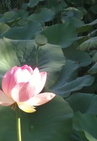 Stage Reiki niveau 3