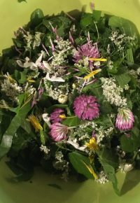 Journée cueillette et cuisine