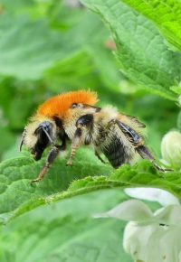 Balade découverte faune et flore