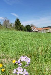 WE nourrissant Yoage + plantes sauvages