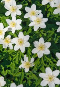 anemone-nemorosa-s-perera-cbnmc-aac2070
