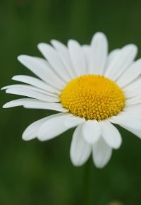 « fleur ou bouquet ? » Sortie découverte
