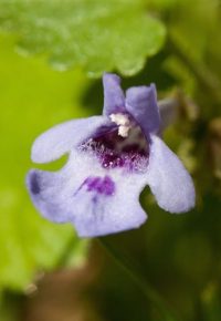 « belles multicolores », découverte des fleurs