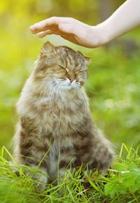 Stage Communication animale niv.1