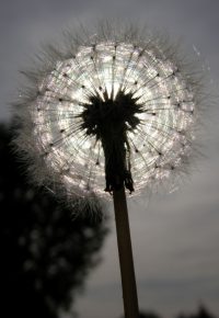 Sortie découverte : « Voyage de plantes »