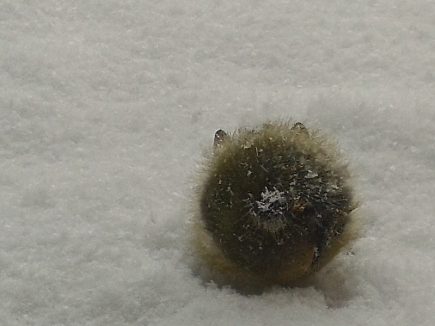 mais c’est quoi cette bestiole ?