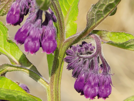 PLANTE SAUVAGE : Consoude, la bien nommée