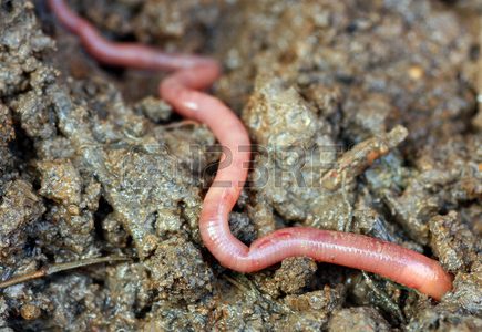 LA SANTE DE LA TERRE