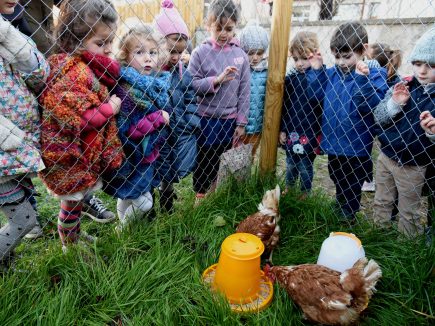 Les poules, le maire et l’école maternelle