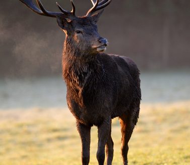 L’AMOUR EN FORET / Le brame du cerf
