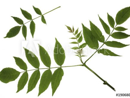 PLANTES SAUVAGES : le Frêne élevé