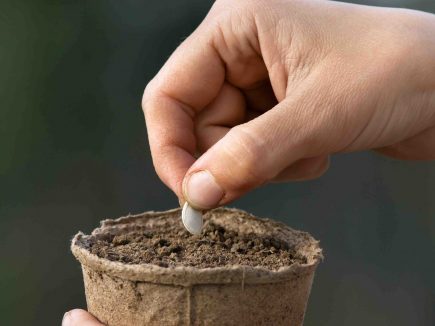 AU JARDIN, préparer ses semis