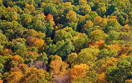 QUELS ARBRES POUR UN AUTOMNE FLAMBOYANT ?