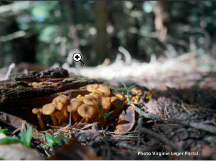 CHAMPIGNONS cueillir sans piller ni dégrader, la réglementation
