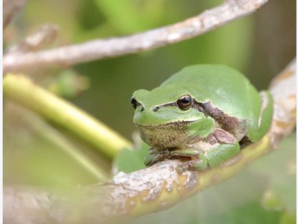 GRENOUILLES, CRAPAUDS, TRITONS, SALAMANDRES ET Cie…