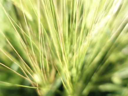 BIO : Le défi des volumes