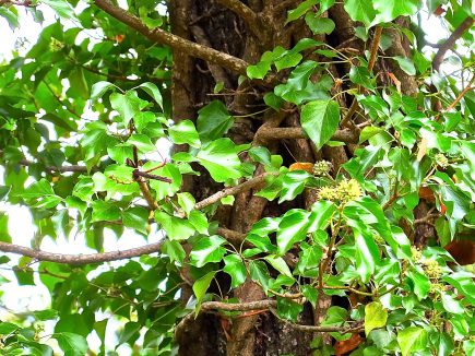 PLANTE SAUVAGE : Le lierre rampant