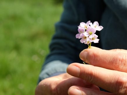 LA CARDAMINE DES PRES