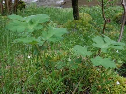 PLANTE SAUVAGE :   Reconnaitre, utiliser et cuisiner La Berce spondyle –