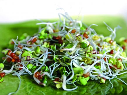 DIETETIQUE  / Les graines germées