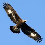 La voie toltèque  : le 5ème accord