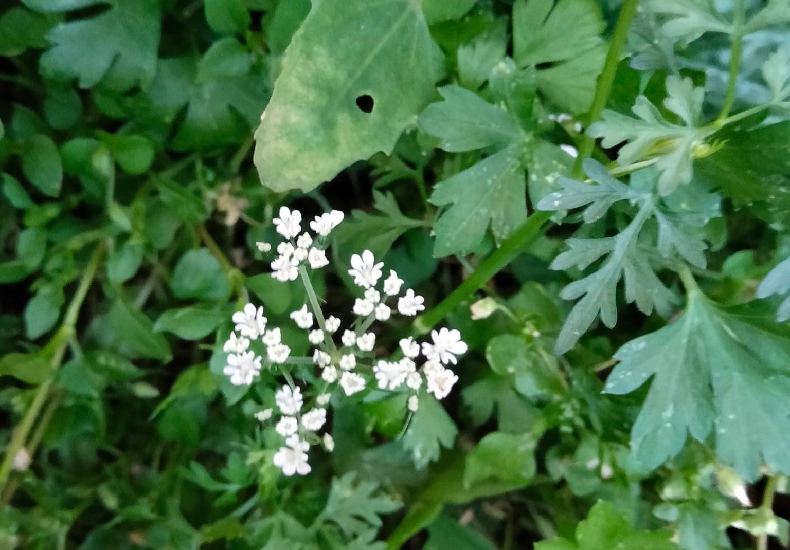 Fleur Petite Ciguë plantes sauvages