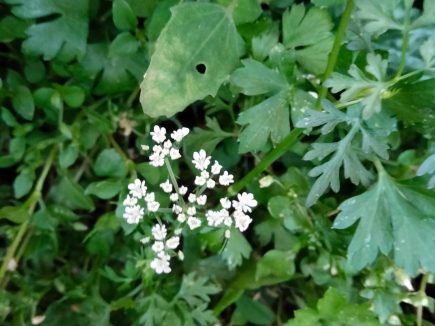 Plantes sauvages au jardin
