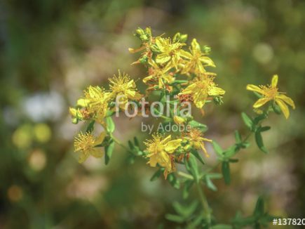Plante sauvage : Le millepertuis perforé, solaire