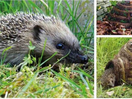 PETITE FAUNE DU JARDIN : CONSTRUIRE SON HOTEL A INSECTES