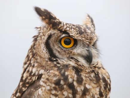 Le hibou grand duc