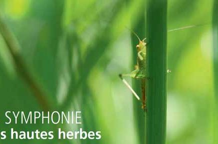 NATURE La symphonie des hautes herbes