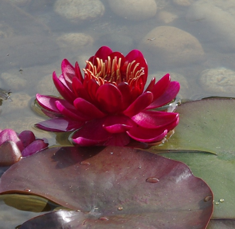 HIVER 2015 – HOROSCOPE DES HARMONIQUES