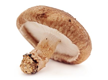 LE SHIITAKE