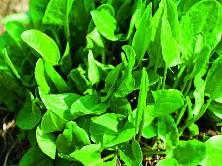 Plante sauvage : L’oseille