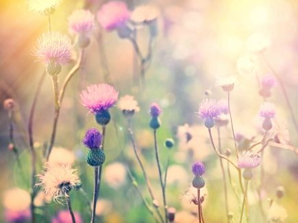 AU JARDIN : Prairies fleuries attitude