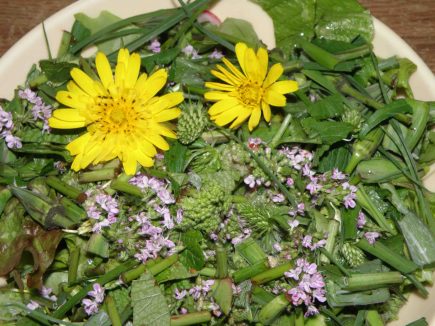 PLANTES SAUVAGES La myrrhe odorante