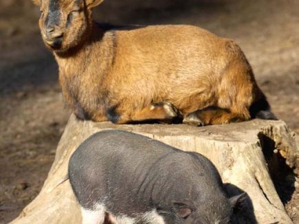 PEA, comme Plan Epargne Animal