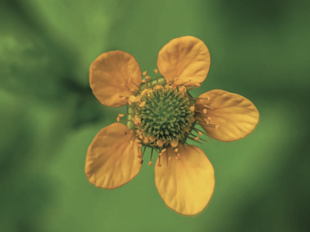 La benoite commune : l’herbe bénite