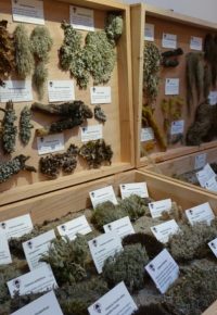 AUTOMNAL GOURMAND : JOURNEE DECOUVERTE DU MONDE DU LICHEN