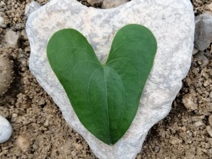 Quoi qu’il se passe, tenir fête ! –  Edito STRADA n°51