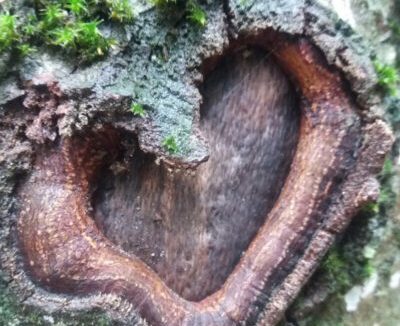 NOUS SOMMES DES FORCES DE LA NATURE – Edito STRADA n°52