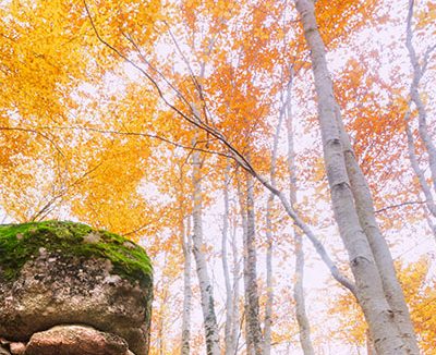 Edito N38 automne 2017 – Le droit de se planter