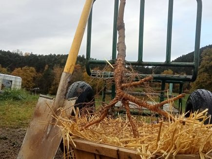 On plante des racines nues