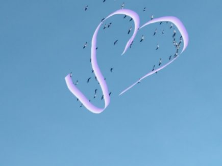 OISEAUX SAUVAGES à l’aide !