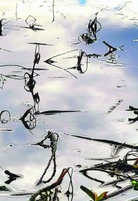 Exposition   Graphismes – Étangs et marais, Martine Chambon